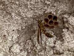Mischocyttarus basimacula
