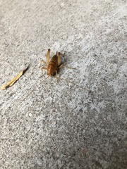 Ceuthophilus californianus