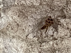 Mischocyttarus basimacula