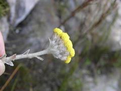 Helichrysum capense