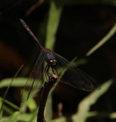 Trithemis aconita