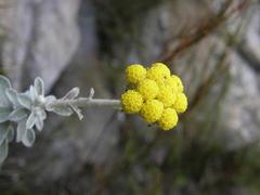Helichrysum capense