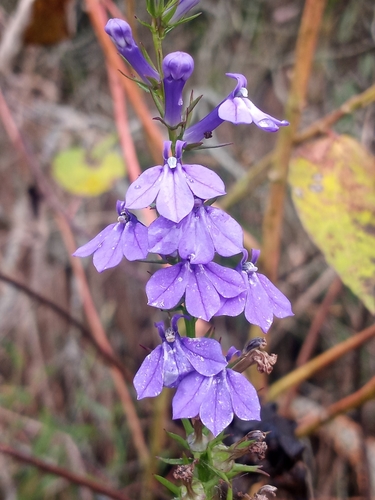 longleaf lobelia (Lobelia elongata)