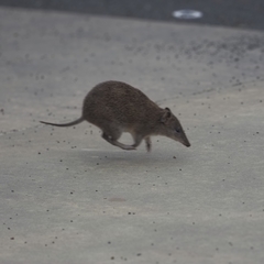 Isoodon obesulus obesulus