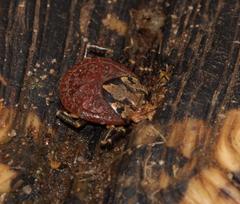 Amblyomma nuttalli