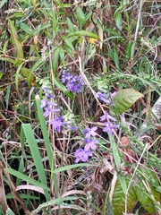 Lobelia elongata