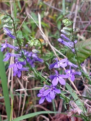 Lobelia elongata