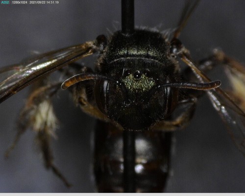 iNaturalist observation photo of Diandrena