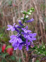 Lobelia elongata