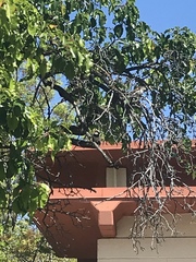 Passer domesticus