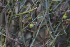 Lacomucinaea lineata