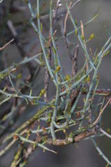 Lacomucinaea lineata