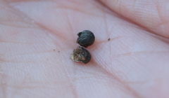 Andricus indistinctus