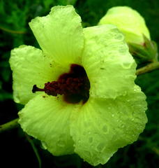 Hibiscus diversifolius diversifolius