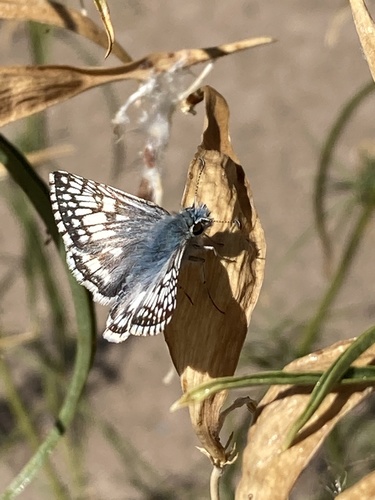 Common Checkered-Skipper photo 5