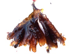 Nitophyllum punctatum