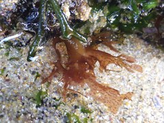 Nitophyllum punctatum