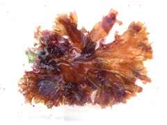 Nitophyllum punctatum