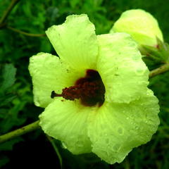 Hibiscus diversifolius diversifolius