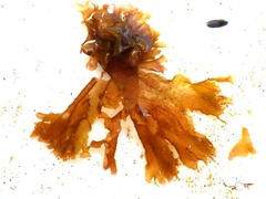 Nitophyllum punctatum