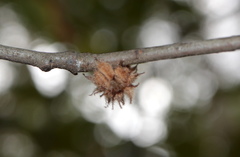 Dryocosmus floridensis