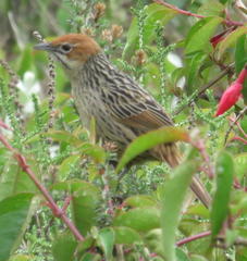 Sphenoeacus afer afer