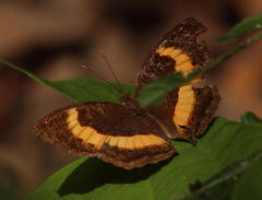 Junonia elgiva