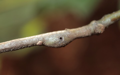 Zapatella quercusmedullae