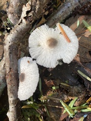 Leucocoprinus brebissonii
