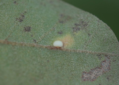 Zopheroteras hubbardi