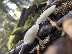 Leucocoprinus brebissonii