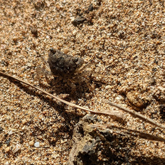 Metopograpsus thukuhar