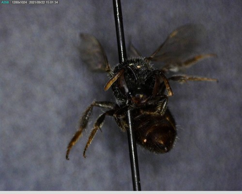 iNaturalist observation photo of Bees