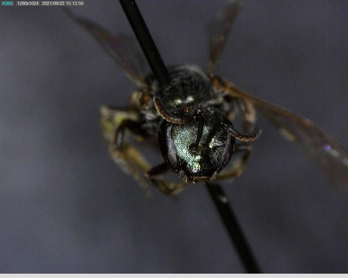 iNaturalist observation photo of Bees