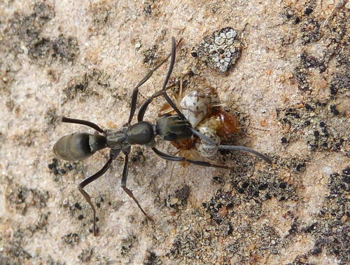 Ophthalmopone berthoudi