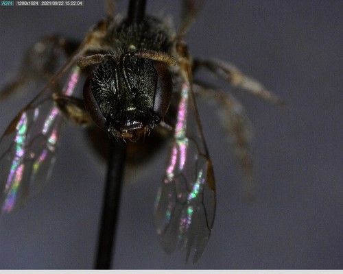 iNaturalist observation photo of Metallic Sweat Bees