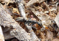 Ophthalmopone berthoudi