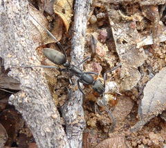 Ophthalmopone berthoudi