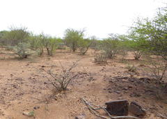 Ophthalmopone berthoudi