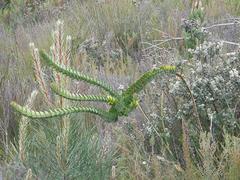 Endonema lateriflora