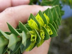 Endonema lateriflora