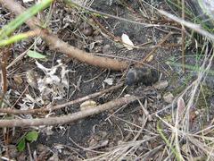 Endonema lateriflora