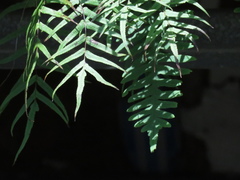 Polypodiastrum mengtzeense