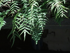 Polypodiastrum mengtzeense