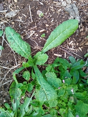 Helminthotheca echioides