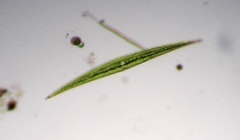 Closterium ralfsii