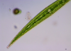 Closterium ralfsii