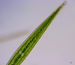 Closterium ralfsii