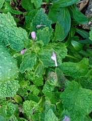 Lamium purpureum