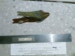 Seiurus aurocapilla